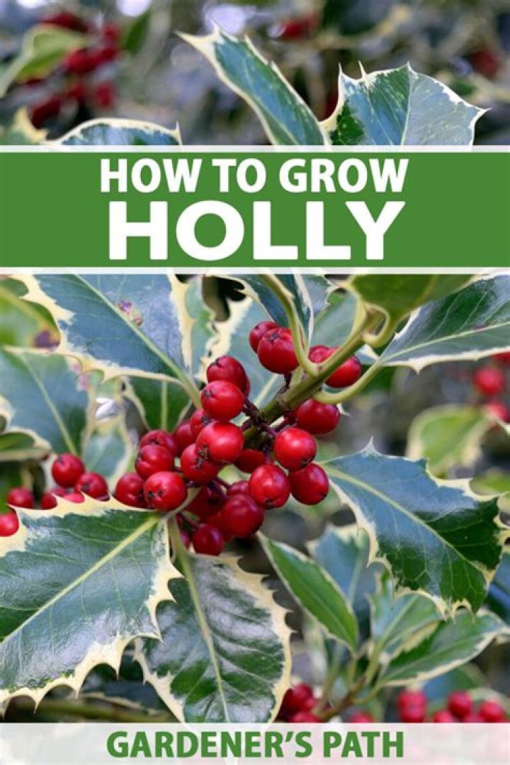 Does Holly grow in Florida