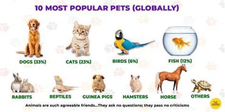 What are the top 10 pets