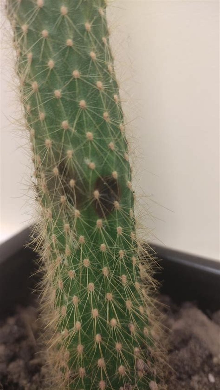What is wrong with my cactus