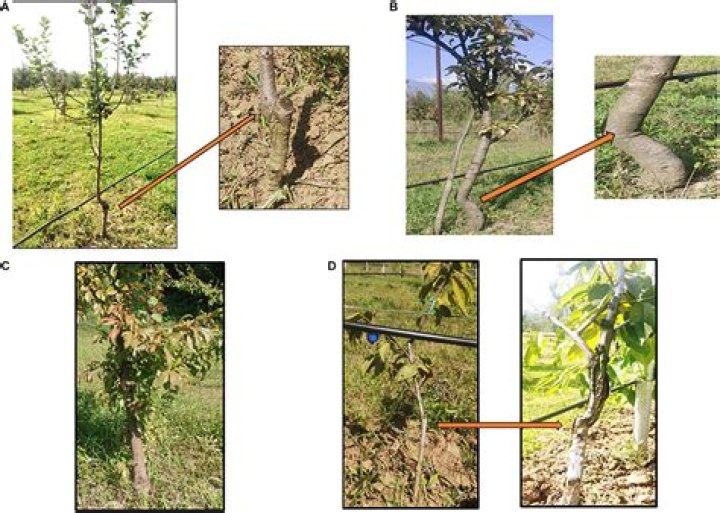 Why are fruit trees grafted